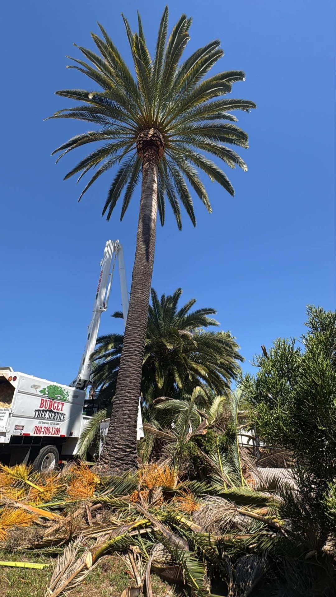Freshly trimmed Canary Island date palm with Budget Tree truck