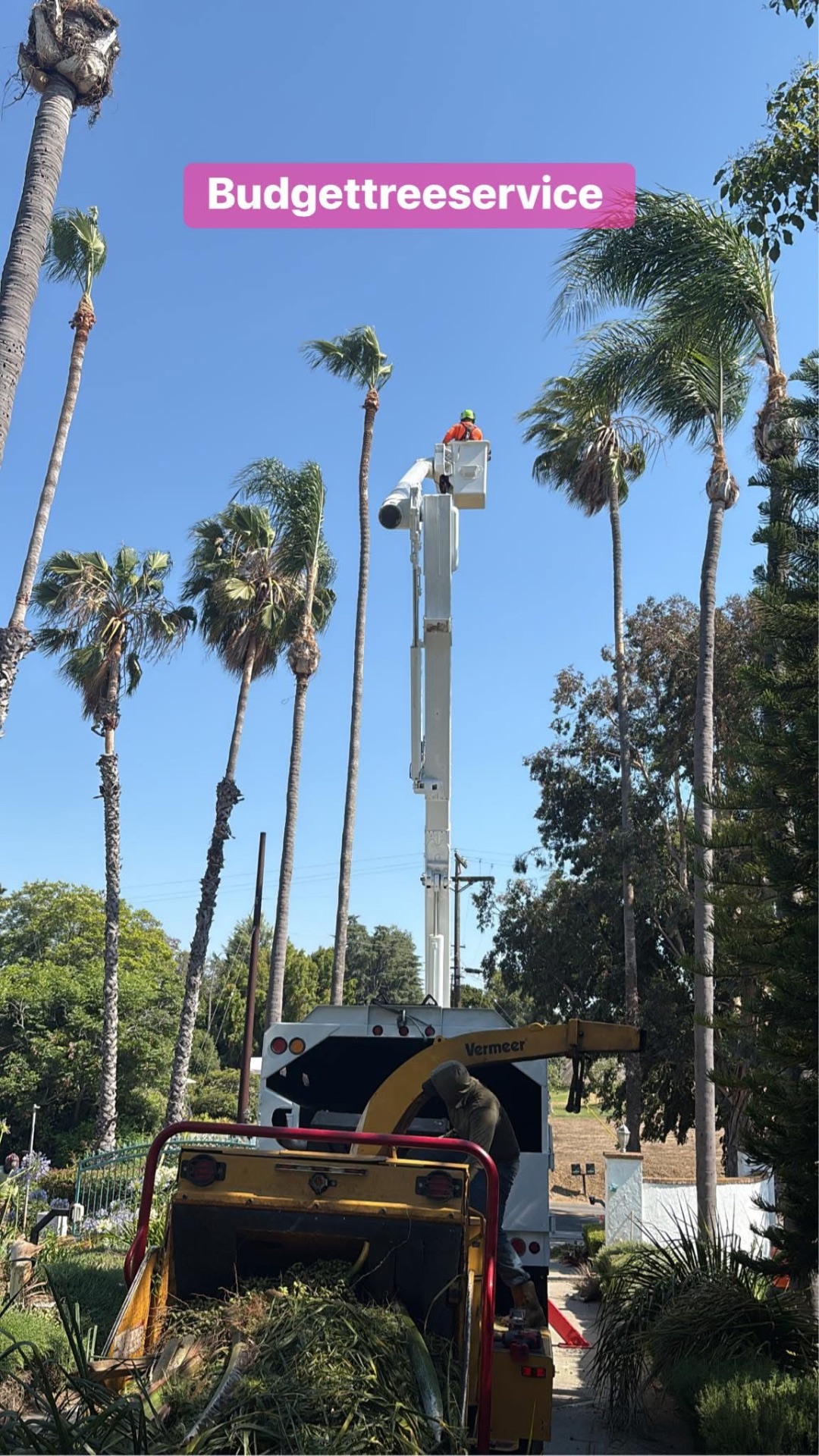 Crew running brush through a Vermeer chipper on a palm job