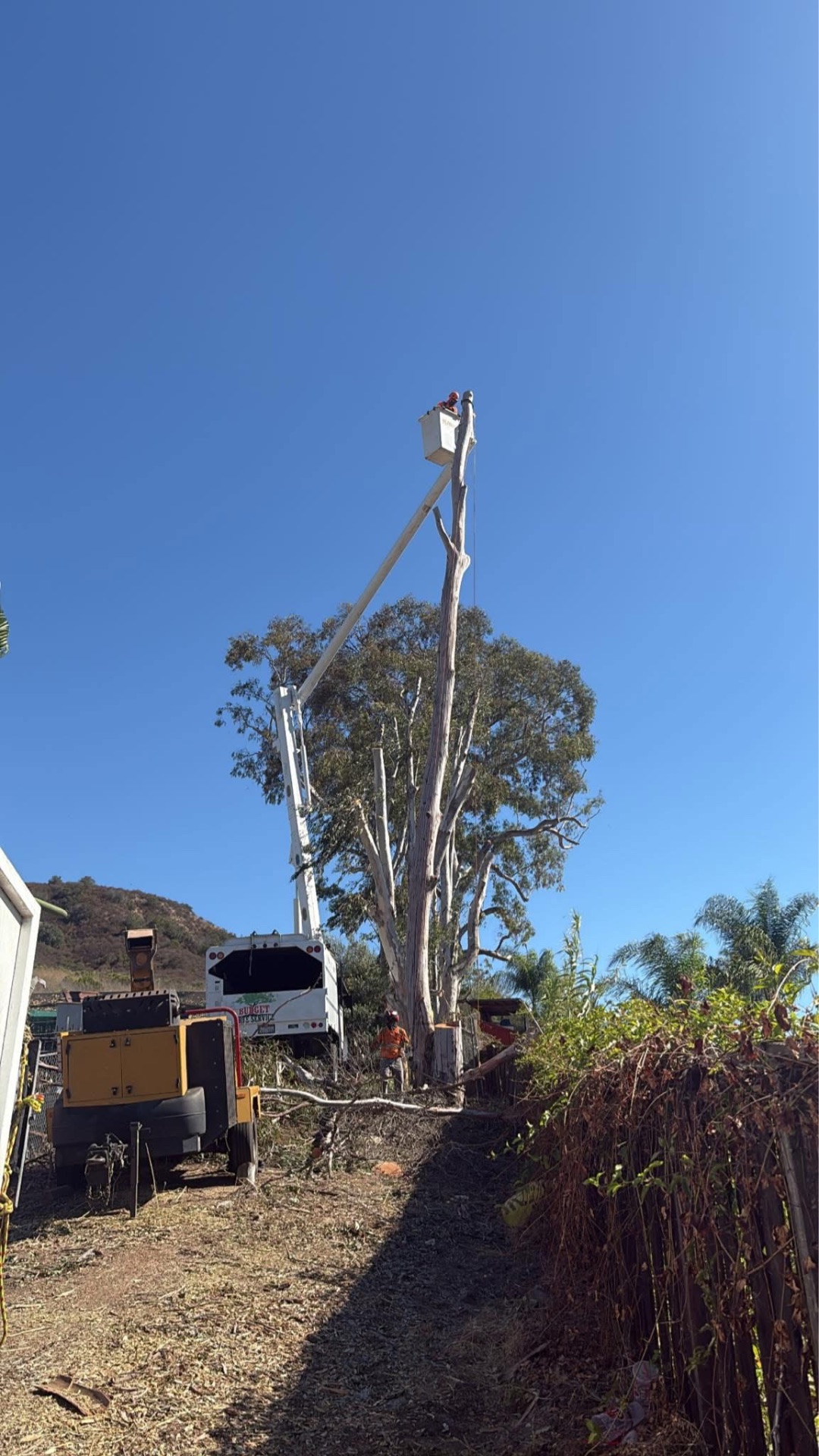Crane-assisted eucalyptus removal on a hillside