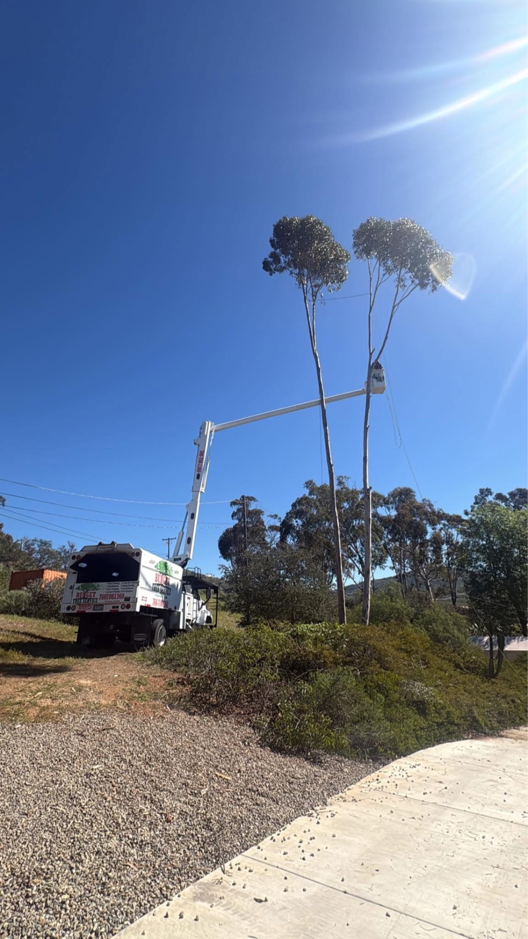 Bucket truck reaching tall eucalyptus on a hillside lot