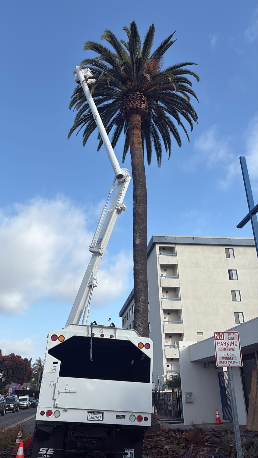 Bucket truck trimming a tall Canary Island date palm