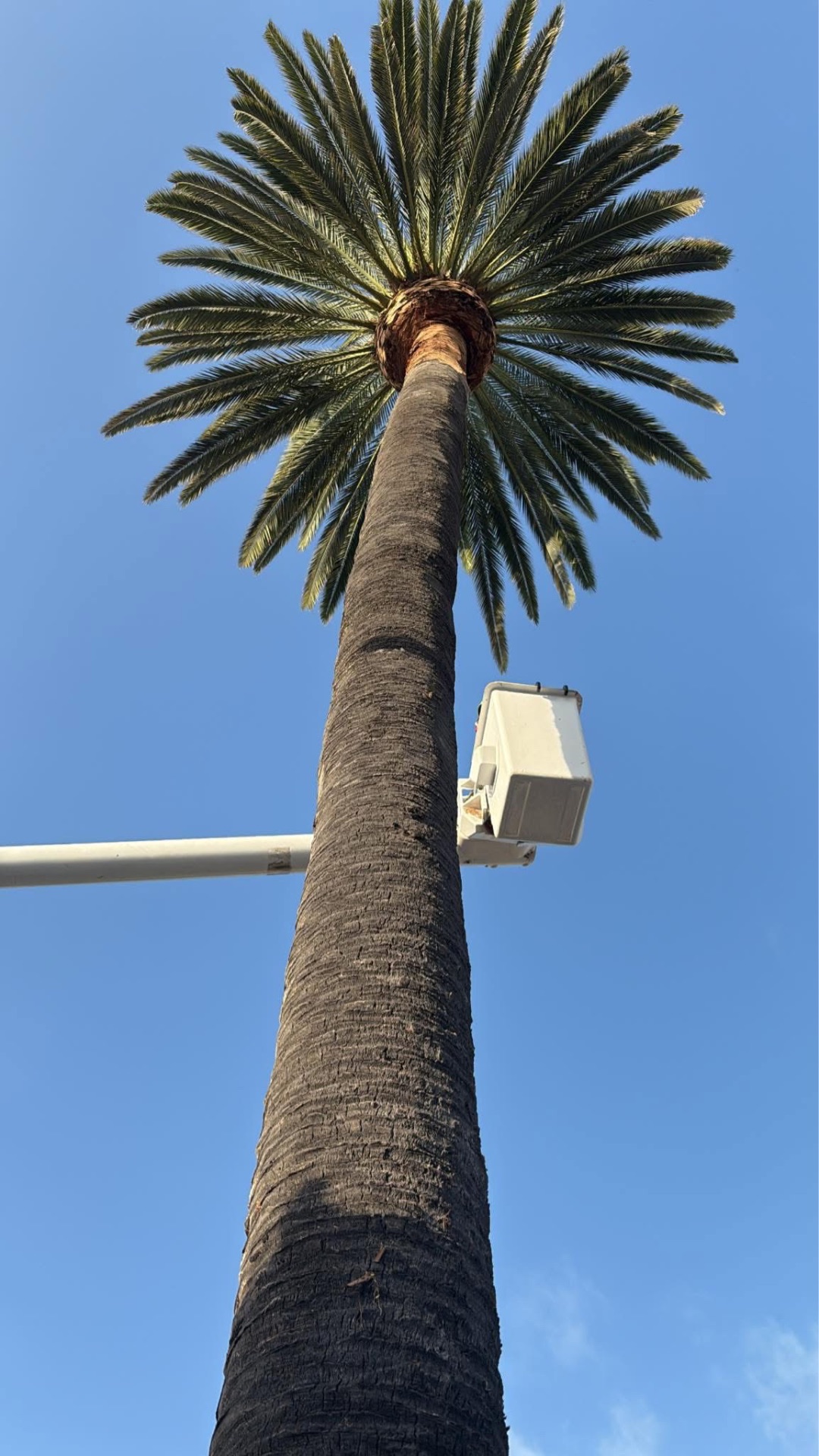 Looking up a palm trunk to a freshly cleaned crown