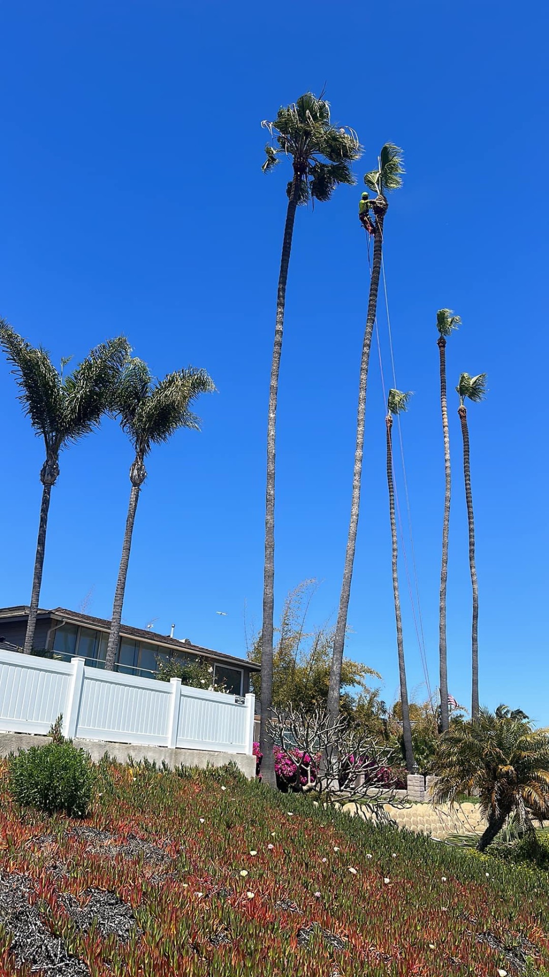 Climber roping down debris from very tall palms over a yard