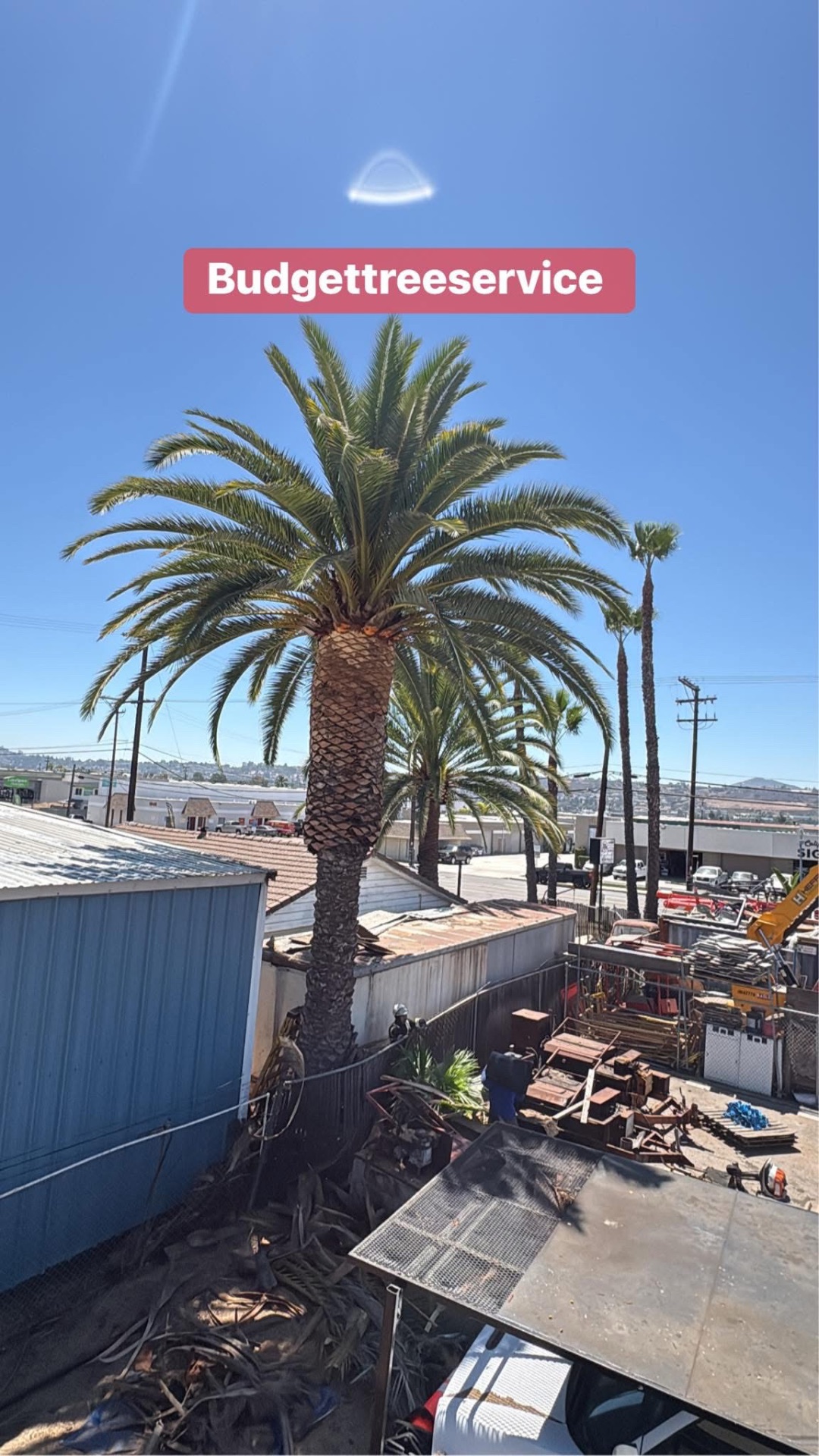 Budget Tree Service yard with palms and equipment